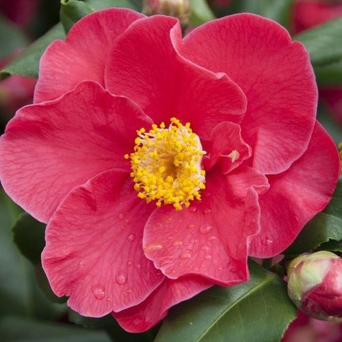 Camellia Dr King