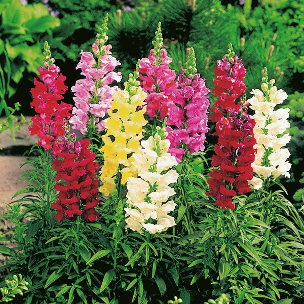 Kings Seeds Antirrhinum Snap Happy Mixed