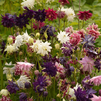 Kings Seeds Aquilegia Barlow Mixed