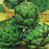 Kings Seeds Artichoke Green Globe