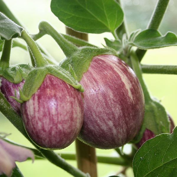 Kings Seeds Aubergine Pinstripe