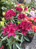 Rhododendron ’Kali’