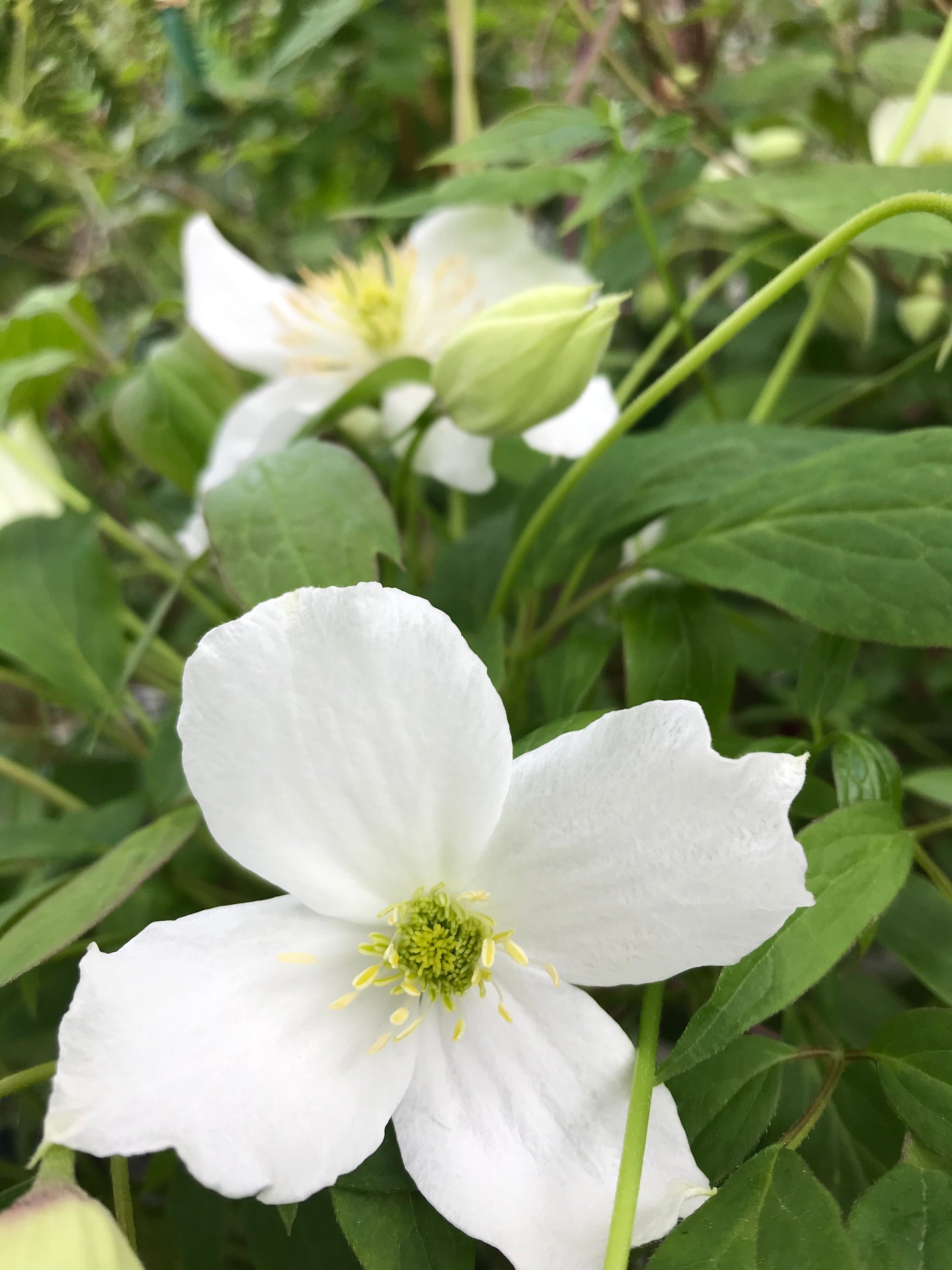 Clematis montana ’Spooneri’