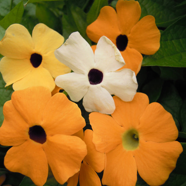 Kings Seeds Black Eyed Susan Thunbergia alata Mixed