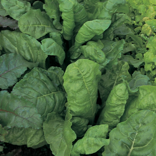 Kings Seeds Beet, Leaf Perpetual Spinach
