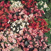 Kings Seeds Begonia Sunshine Carpet