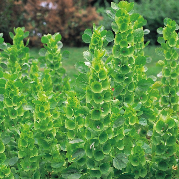 Kings Seeds Bells of Ireland Molucella laevis