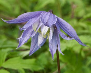 Clematis Bredon Blue