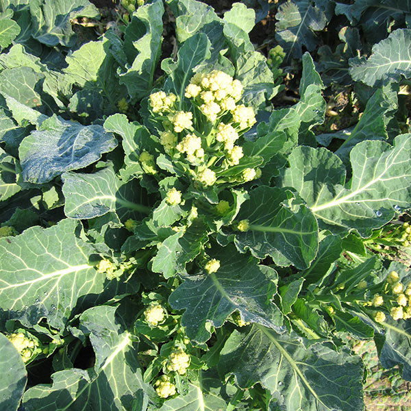 Kings Seeds Broccoli Burbank F1