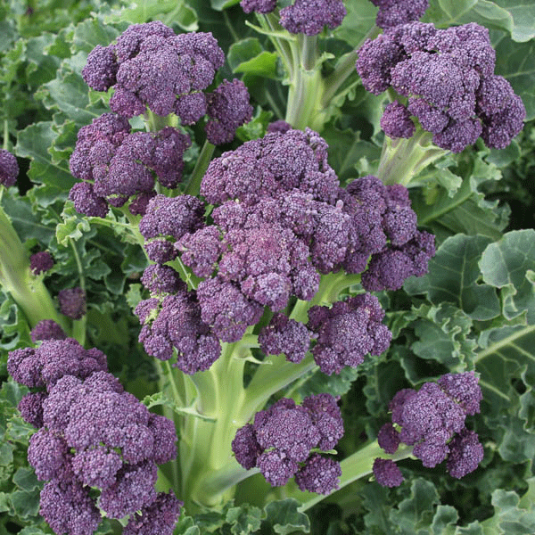 Kings Seeds Broccoli Purple Sprouting Claret F1