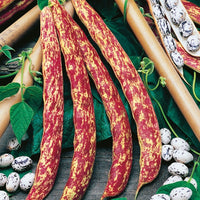 Kings Seeds Climbing French Bean Barlotta Lingua di Fuoco