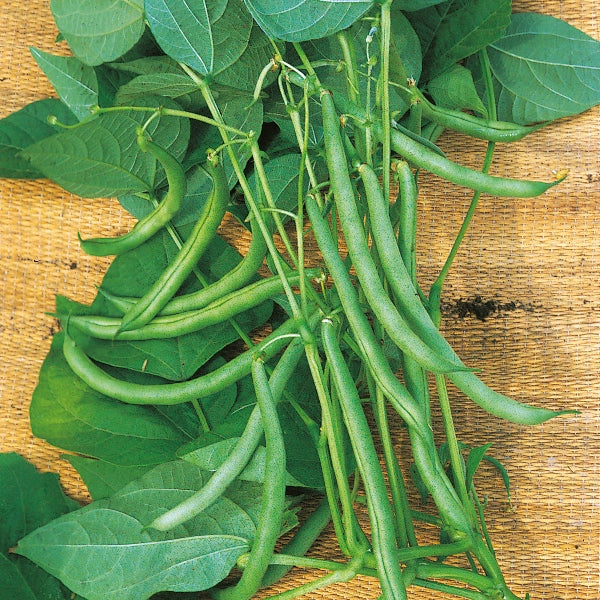 Kings Seeds Climbing French Bean Blue Lake