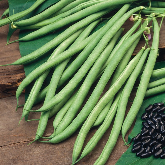 Kings Seeds Climbing French Bean Cobra