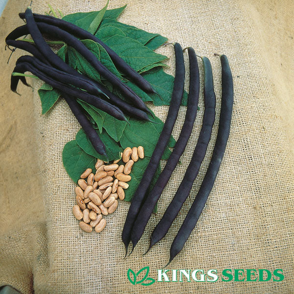 Kings Seeds Climbing French Bean Cosse Violette