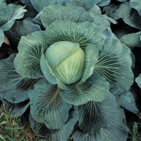 Kings Seeds Cabbage Kilaton F1