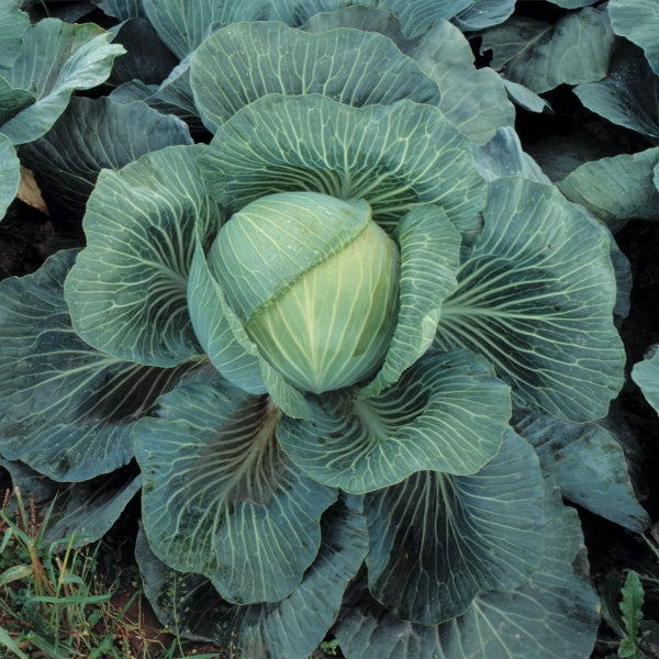 Kings Seeds Cabbage Kilaton F1