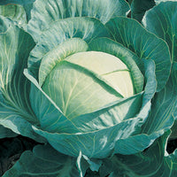 Kings Seeds Cabbage Brigadier F1