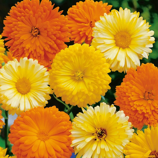 Kings Seeds Calendula Art Shades Mixed