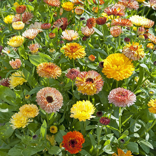 Kings Seeds Calendula Playtime Mix