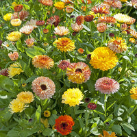 Kings Seeds Calendula Playtime Mix