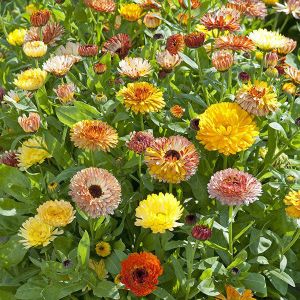 Kings Seeds Calendula Playtime Mix