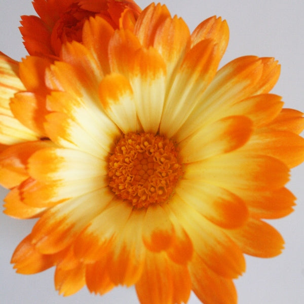 Kings Seeds Calendula Oopsy Daisy