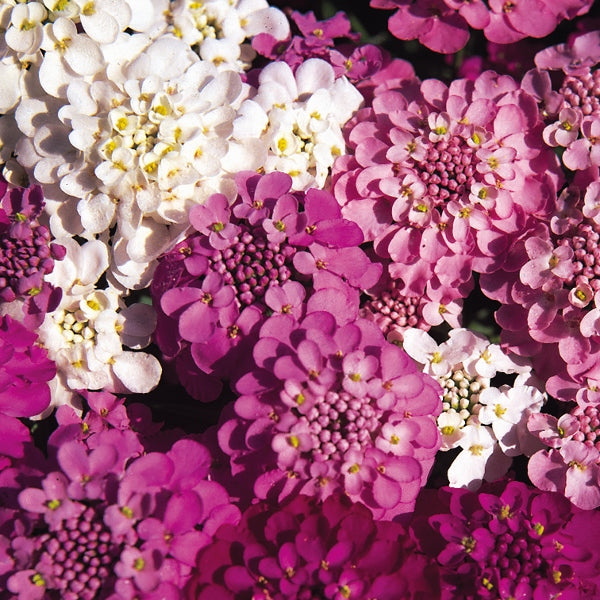Kings Seeds Candytuft Spangles
