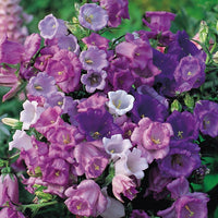 Kings Seeds Canterbury Bells Cup and Saucer Mix