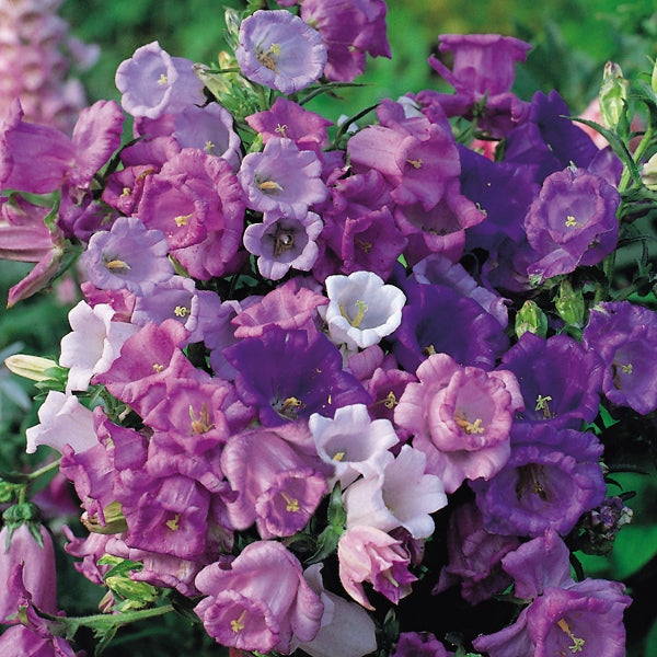 Kings Seeds Canterbury Bells Cup and Saucer Mix