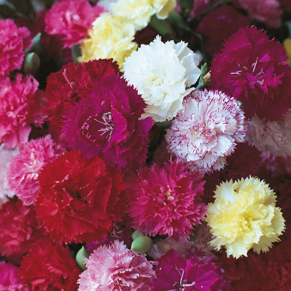 Kings Seeds Carnation Hardy Border Mixed