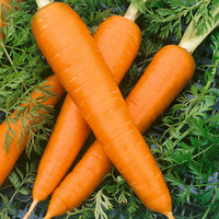 Kings Seeds Carrot Flakkee (Flak)