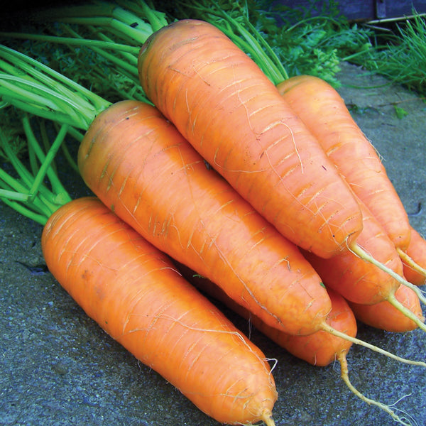 Kings Seeds Carrot Katrin