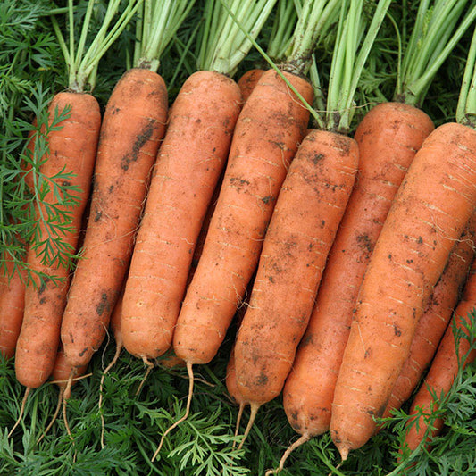 Kings Seeds Carrot Nazareth F1