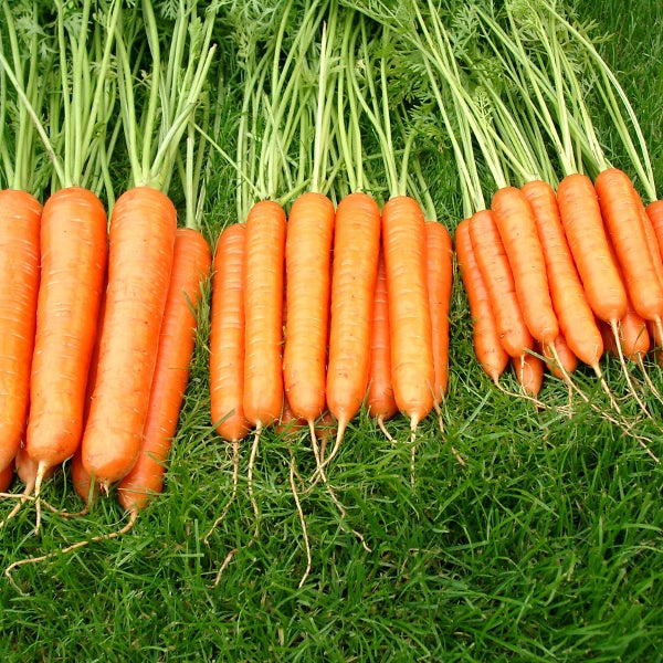 Kings Seeds Carrot Sweet Candle F1