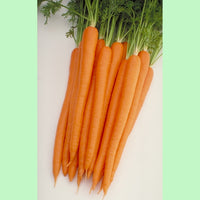 Kings Seeds Carrot Sugarsnax 54 F1