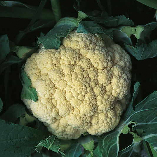 Kings Seeds Cauliflower Snow March F1