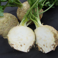 Kings Seeds Celeriac Asterix F1