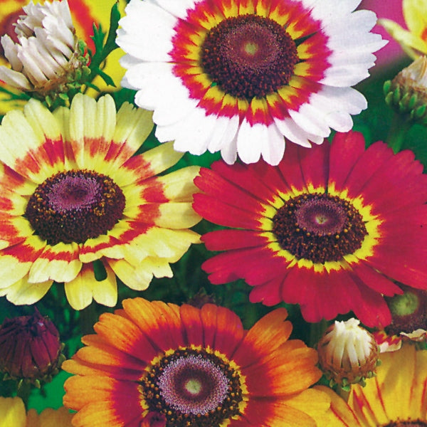 Kings Seeds Chrysanthemum Rainbow