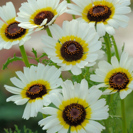 Kings Seeds Chrysanthemum Polar Star