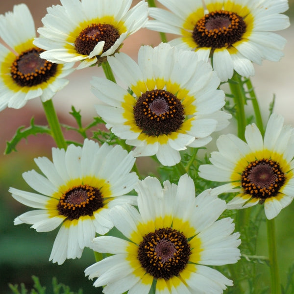 Kings Seeds Chrysanthemum Polar Star