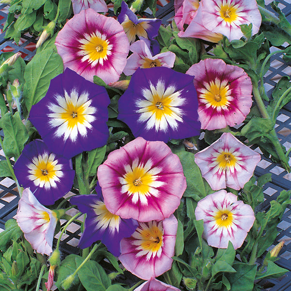 Kings Seeds Convolvulus tricolour Mixed