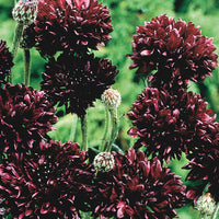 Kings Seeds Cornflower Black Ball