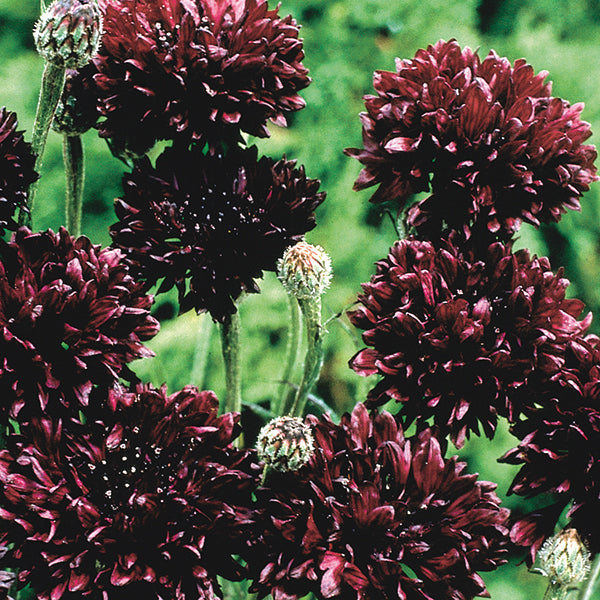 Kings Seeds Cornflower Black Ball
