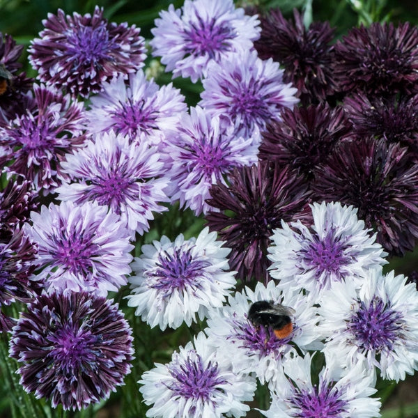 Kings Seeds Cornflower Classic Magic