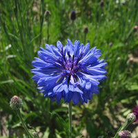 Kings Seeds Cornflower Double Blue