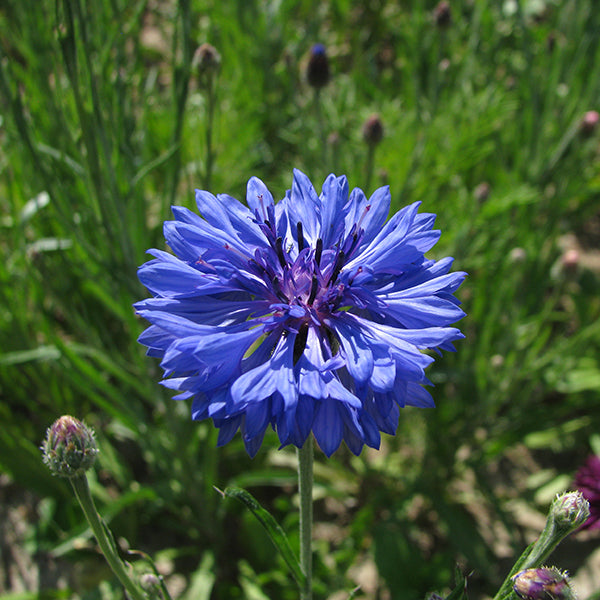 Kings Seeds Cornflower Double Blue