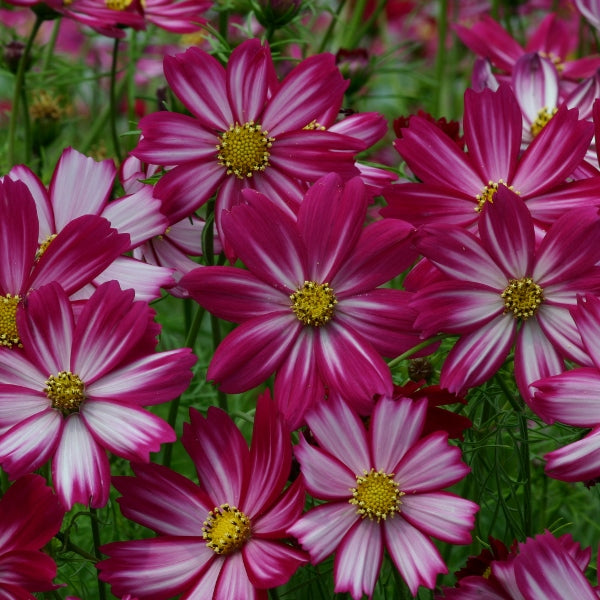 Kings Seeds Cosmos Cosimo Red-White