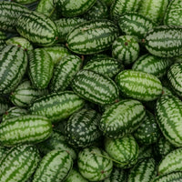 Kings Seeds Cucamelon Mexican Gherkin