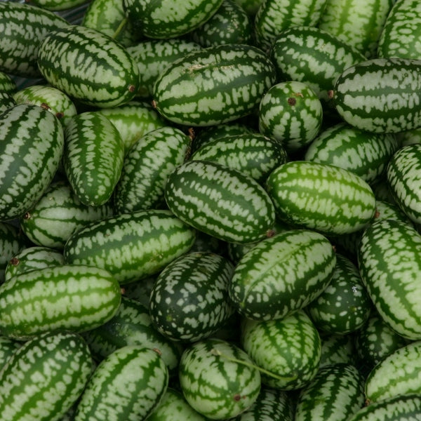 Kings Seeds Cucamelon Mexican Gherkin