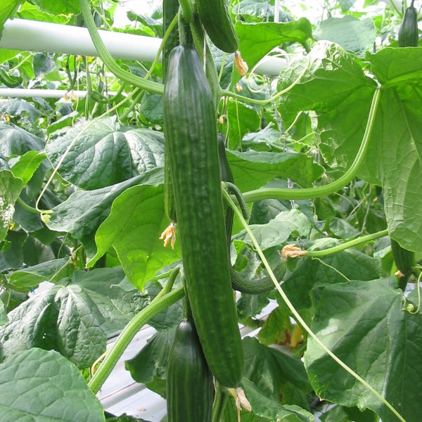 Kings Seeds Cucumber Femspot F1